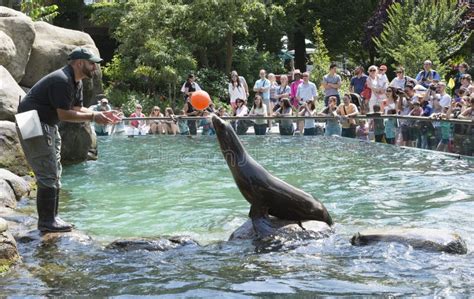 Sea Lion Balancing a Ball Central Park Zoo NYC Editorial Photography ...