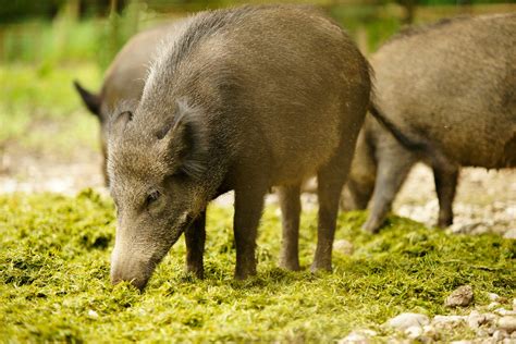 Free Wild Boar Stock Photo - FreeImages.com