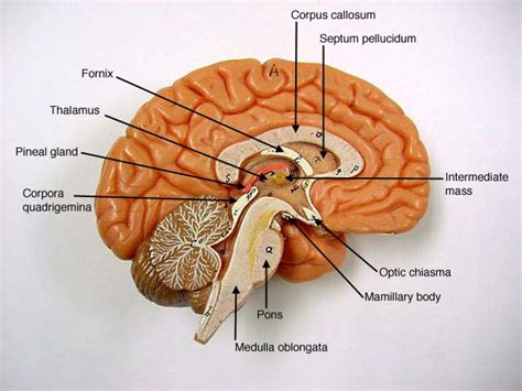 diagram labeled of brain