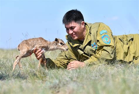 Kazakhstan’s rare antelope makes baby steps toward revival | Eurasianet