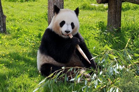 250+ Best Panda Names - Best Way To Name Your Panda - PetPress