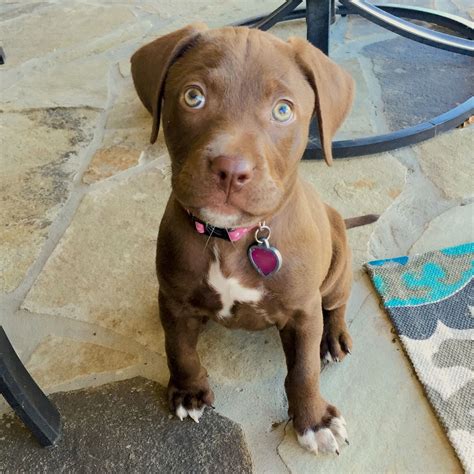 Adorable Chocolate Lab / Pitbull Puppy