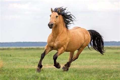 Bay Horse: 15 Color Variations of Bay Horses Explained (With Pictures)