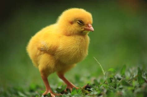 Yellow | Pets 3, Animals, Baby animals