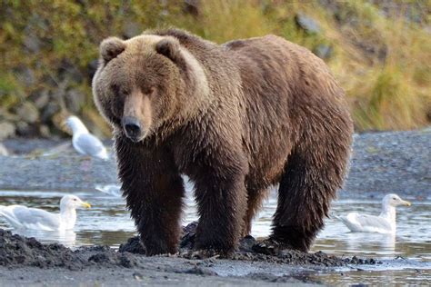 kodiak bear - Google Search | Kodiak bear, Animals, Brown bear