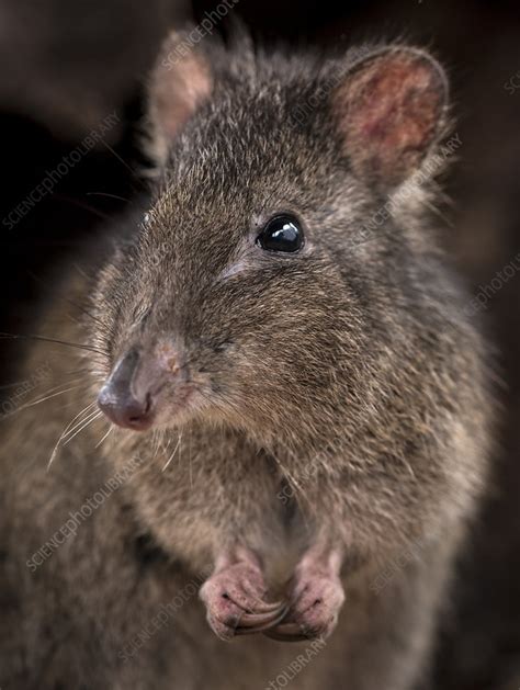 Long-nosed potoroo - Stock Image - C051/9492 - Science Photo Library