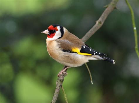 Gold Finch | Goldfinch, Common british birds, Wildlife photography