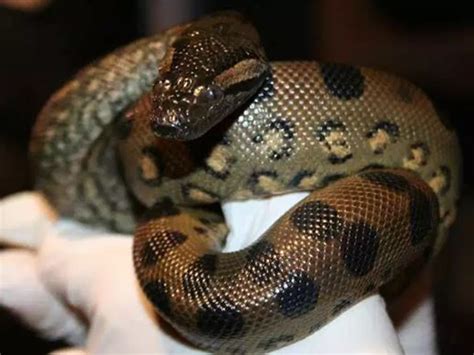 Two baby anacondas born at Boston aquarium — in an all-female exhibit ...