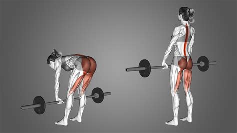 Straight (Stiff) Leg Deadlift: Benefits, Muscles Used, and More ...