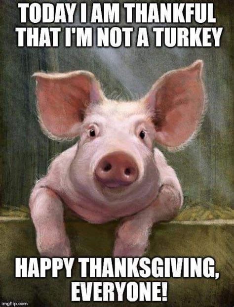 Pin by Terri Murray on Piggies n Donkeys | Happy thanksgiving funny ...