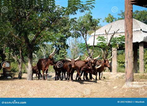 Watusi cattle stock image. Image of africa, natural - 205743863