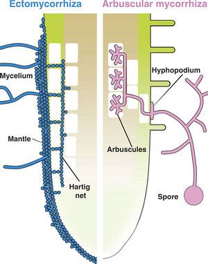 Mycorrhizae - microbewiki