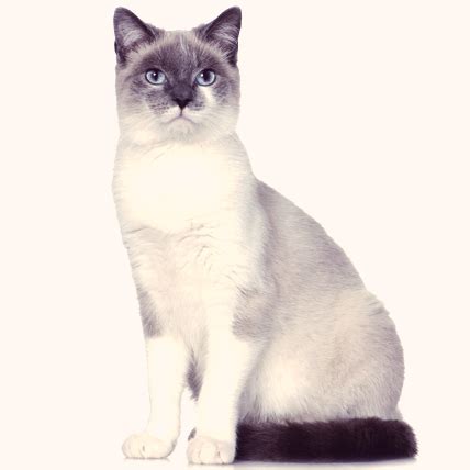 Snowshoe Cats, Choosing a Cat Breed that Suits You | PetcareRx.com