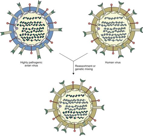 Schematic representation of antigenic shift or reassortment. Due to the ...