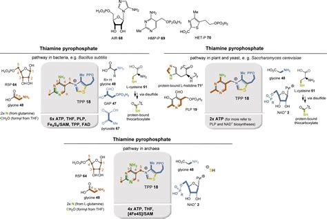 On The Evolution Of Coenzyme Biosynthesis ScienceDirect, 50% OFF