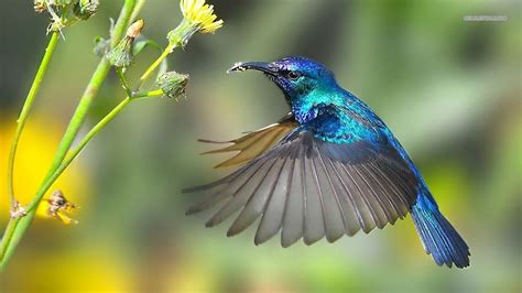 Hummingbird - Hummingbirds Photo (40487440) - Fanpop