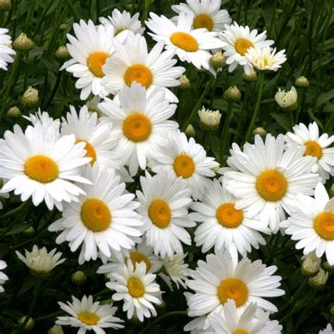 Daisy Seeds - Shasta | Flower Seeds in Packets & Bulk | Eden Brothers