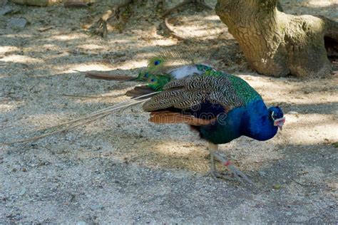 Lovely peacock in the zoo stock photo. Image of poultry - 265168620