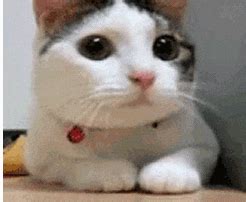 Cat GIF - Find & Share on GIPHY