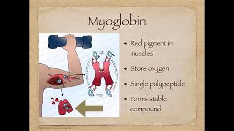 AS level. G.5 Foetal haemoglobin and myoglobin (Ms Cooper - YouTube