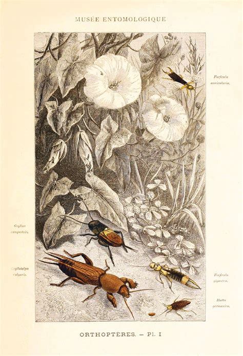 Vintage Insect Illustration | Vintage illustration, Art clipart, Insects