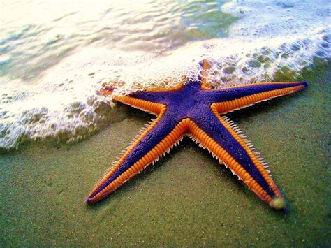 20 Bizarre and Beautiful Starfish Species