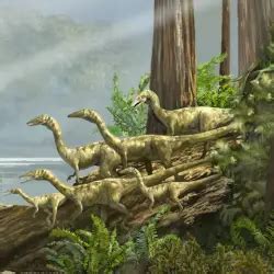 Coelophysis | Science Facts