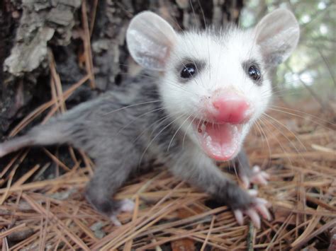 25 Cute Possum and Opossum Pictures | Reader's Digest