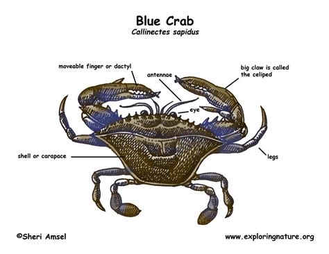 Anatomy Of A Crab - Anatomy Reading Source