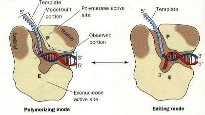 Section III: 3'-5' Exonuclease