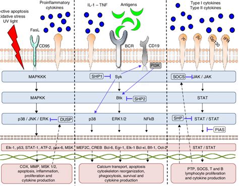 Syk Signaling Pathway