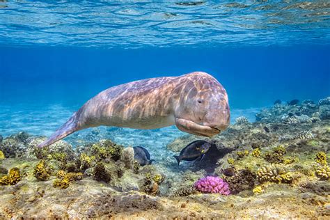 Royalty Free Dugong Pictures, Images and Stock Photos - iStock