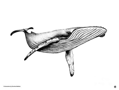 Blue Whale Drawing by Carolina Matthes - Fine Art America