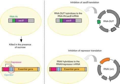 RNA-based selection markers. | Download Scientific Diagram