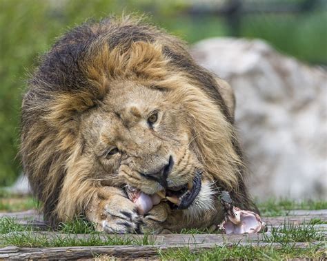 Lion eating meat | Asiatic lion, Wild cats, Lion