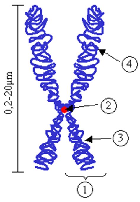 Locus (genetics) | Familypedia | Fandom powered by Wikia