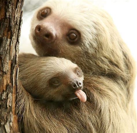 Adopt a Sloth for Mother's Day - The Sloth Conservation Foundation