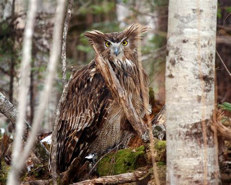 Searching for Elusive Blakiston's Fish Owls in the Ancient Forests of ...