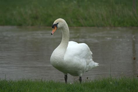 File:A-White-Swan.jpg