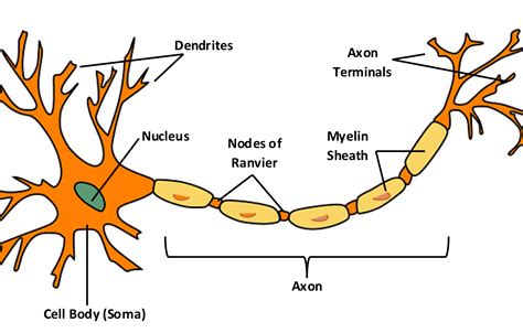 Draw A Well Labelled And Neat Diagram Of Neuron Of Nerve Cells | Porn ...