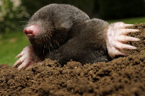 Mole Facts - Yard And Garden Moles