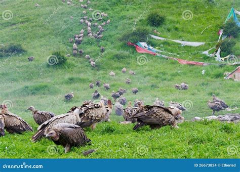 Tibetan sky burial editorial stock image. Image of dead - 26673824