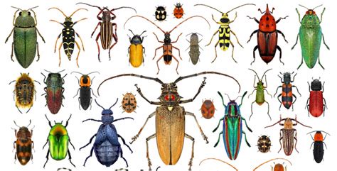 Garden Beetles Identification | Fasci Garden