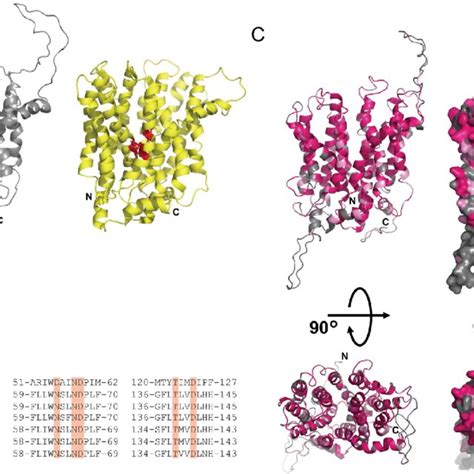 Homology modeling of human TMEM180 and amino acid sequence analysis ...