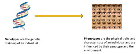 Explain the Difference Between Genotype and Phenotype Give Examples