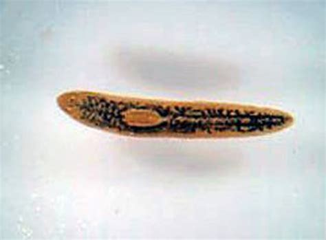 Planaria Prepared Microscope Slide