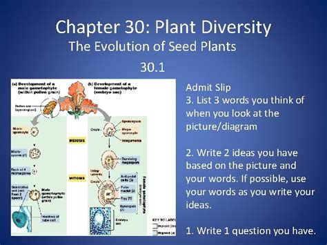 Chapter 30 Plant Diversity The Evolution of Seed