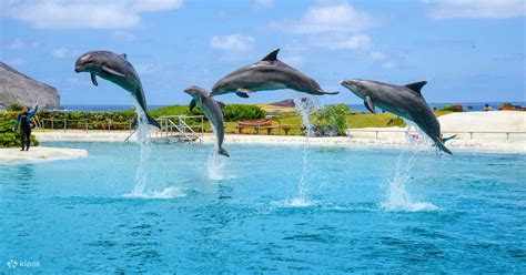 Dolphin Swimming Adventure Private Trip in Oahu, Hawaii - Klook United ...