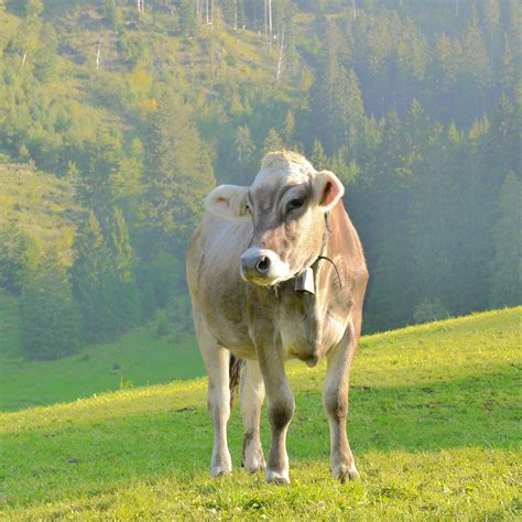 Swiss Cow | Sweet Cow