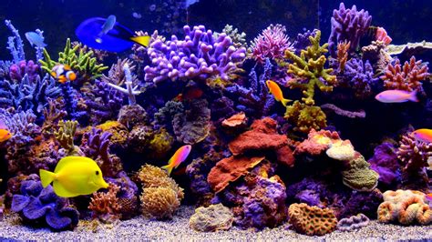 coral reef fish #reef #fish #aquarium #1080P #wallpaper #hdwallpaper # ...